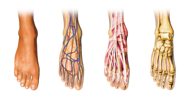 foot anatomy san antonio